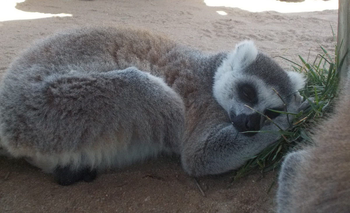 Lessons From Slap-Happy Lemurs